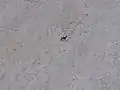 Chamois passing the glacier