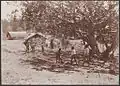John Watt Beattie (1906) Children playing cricket at St. Barnabas, Norfolk Island