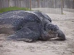 Close_up_of_Leatherback_turtle_-_DPLA_-_d4ddd2fbaacd1721cf967f9263e08909