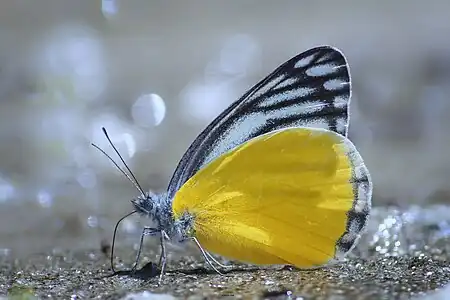 Ventral view