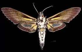 Male ventral