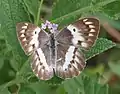 Female imago, C. d. annae, feeding