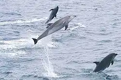 Image 54Bottlenose dolphins jumping offshore of the islands (from Galápagos Islands)