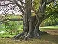 Copper European Beech by the pond