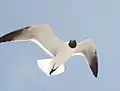 Laughing gull Leucophaeus atricilla