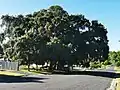 Edward Parker's 1861 Cork Tree