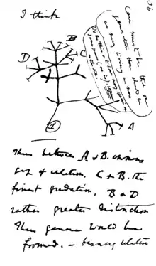 Image 13In mid-July 1837 Charles Darwin started his "B" notebook on the Transmutation of Species, and on page 36 wrote "I think" above his first evolutionary tree. (from History of science)