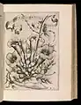 De Florum Cultura, 1633, engraving. The Metropolitan Museum of Art.