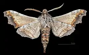 Male ventral view