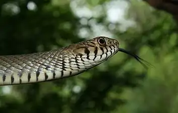 Head