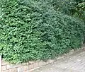Diospyros whyteana used for hedging in South Africa.