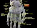 Wrist joint. Deep dissection. Posterior view.