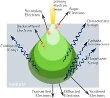 Pictorial diagram showing signals generated when an electron beam interacts with a sample of matter. At the top, the primary electron beam impinges on the sample. Various types of emissions are shown in order of increasing penetration depth of the beam. Near the top are Auger Electrons, followed by Secondary Electrons, then Backscattered Electrons, all emerging in the general direction towards the impinging beam. Next are four types of radiation (shown with wavy arrows): Characteristic X-rays, Continuum X-rays, Cathodo-luminescence, and Flourescent X-rays. The later two are shown as being emitted from the same depth. Finally, shown having passed through the body of the sample are, in increasing order of angular displacement from the beam axis, Transmitted Electrons, Diffracted Electrons, and Scattered Elections.