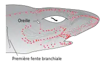 Image 2Distribution of highly sensitive ampullae of Lorenzini across the shark's head and rostrum. (from Shark agonistic display)