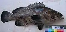 Epinephelus coeruleopunctatus