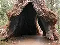 The buttressed and burnt base of a red tingle in the Valley of the Giants