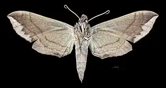 Female ventral
