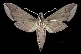 Male ventral