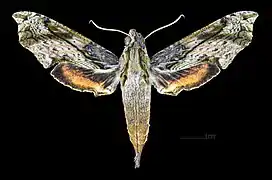 Female dorsal