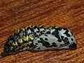 pupa