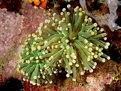Green, yellow tipped