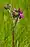 Cirsium arvense, Canada thistle, Moonlight Bay vicinity
