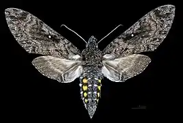 Female