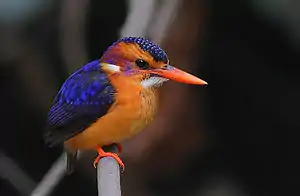 Image 29African pygmy kingfisher, showing coloration shared by all adults of that species to a high degree of fidelity. (from Speciation)