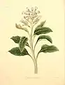 Physochlaina orientalis