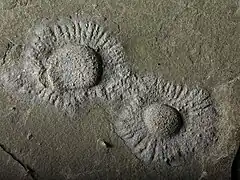 Francevillian Biota are thought to represent the earliest multicellular organisms (disputed)