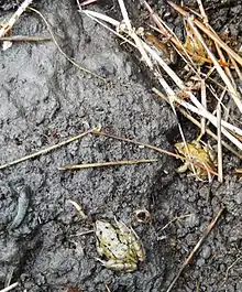 Common frogs, Rana temporaria, wintering under a habitat mat