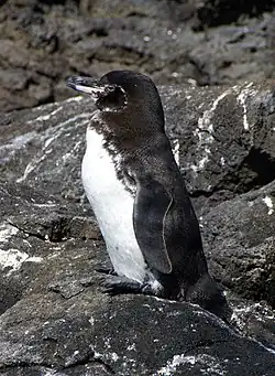 Image 50Galápagos penguin on Bartolomé Island (from Galápagos Islands)
