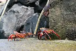 Image 43Grapsus grapsus on the rocks (from Galápagos Islands)
