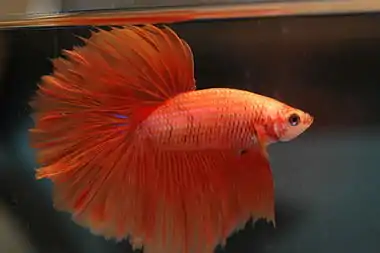 Dalmatian orange male