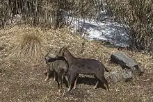 Brown bovid