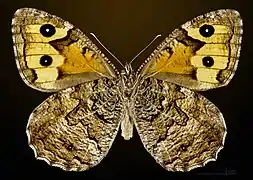Female underside