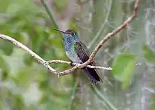 Image 76Honduran emerald (Amazilia luciae) (from Flora and fauna of Honduras)