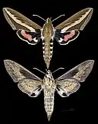 Hyles euphorbiarum