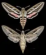Hyles lineata