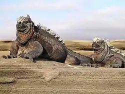 Image 40Marine iguana (from Galápagos Islands)