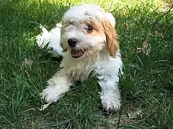 Image 54Cavapoo puppy (from Puppy)