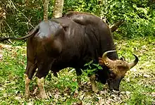 Image 20Gaur (Indian bison) can interbreed with domestic cattle. (from Speciation)
