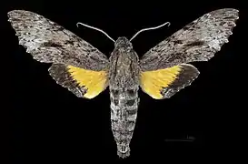 Male dorsal