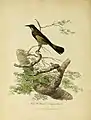 New Holland creeper, female
