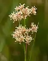 Blunt-flowered rush