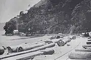 Kauri logs ready for shipment to the mill