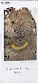 Micromorphological thin-section Lst-10291.