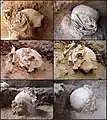 Burial 14 - Multiple views during excavation process.
