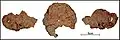 Burial 18 - Parts of the cranium were located near by.