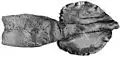 Syntype (86&nbsp;cm ML)